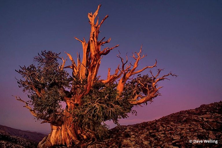 730252039a-bristelcone-pine-pinus-longeava-white-mountains-california-824x551.jpg