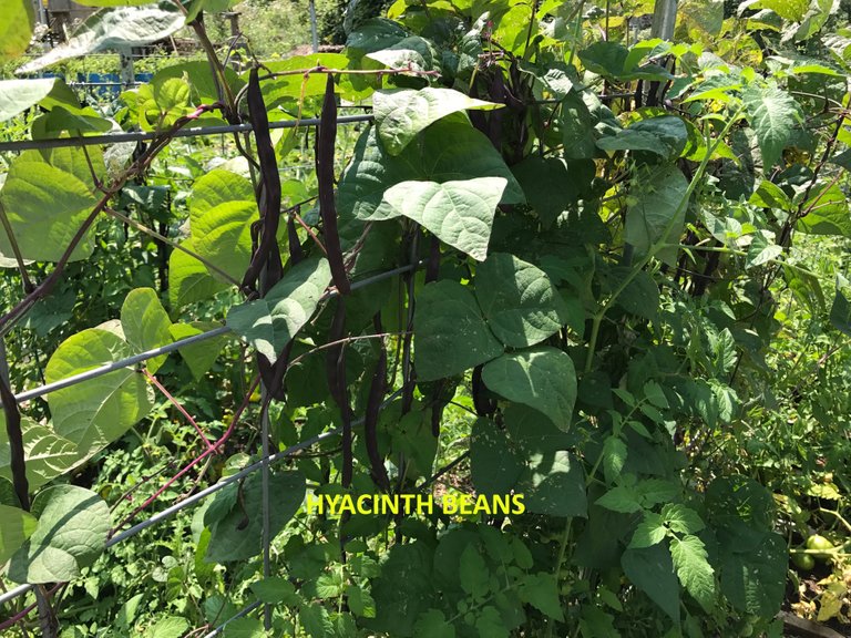 HYACINTH BEANS3.jpg