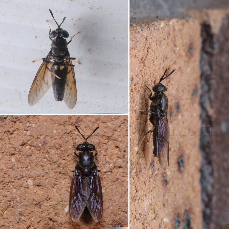 Female Black Soldier Fly