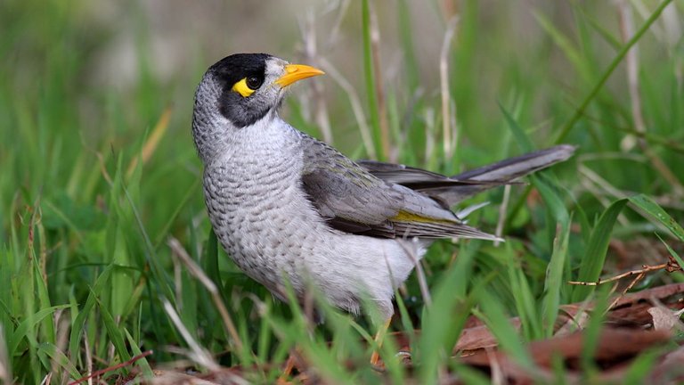 Noisy Miner 2.jpg