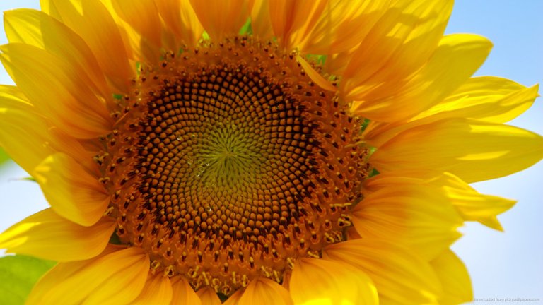sunflower-hd.jpg