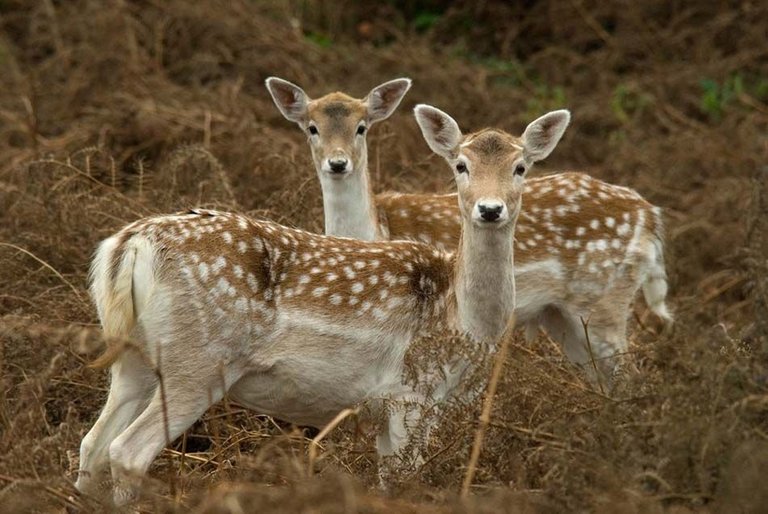 Tow-couple-deer-animal-hd-walllpapers-for-desktop,laptop,mobile,tablet.jpg