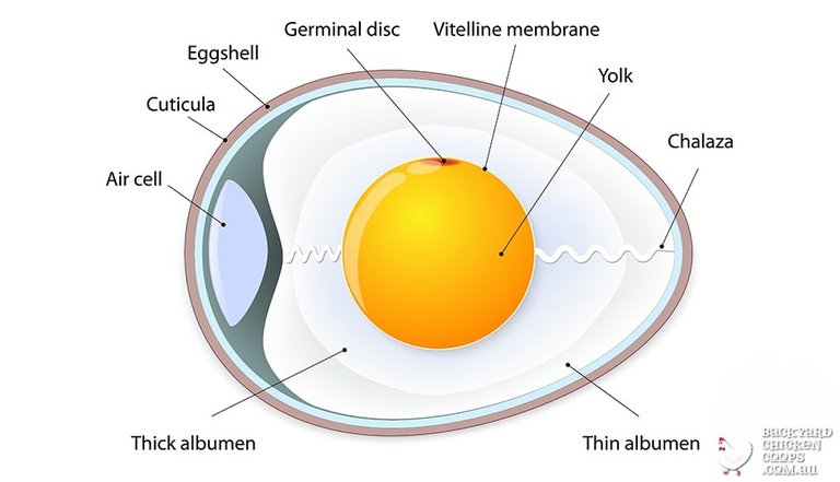 infographic-about-egg-anatomy.jpg