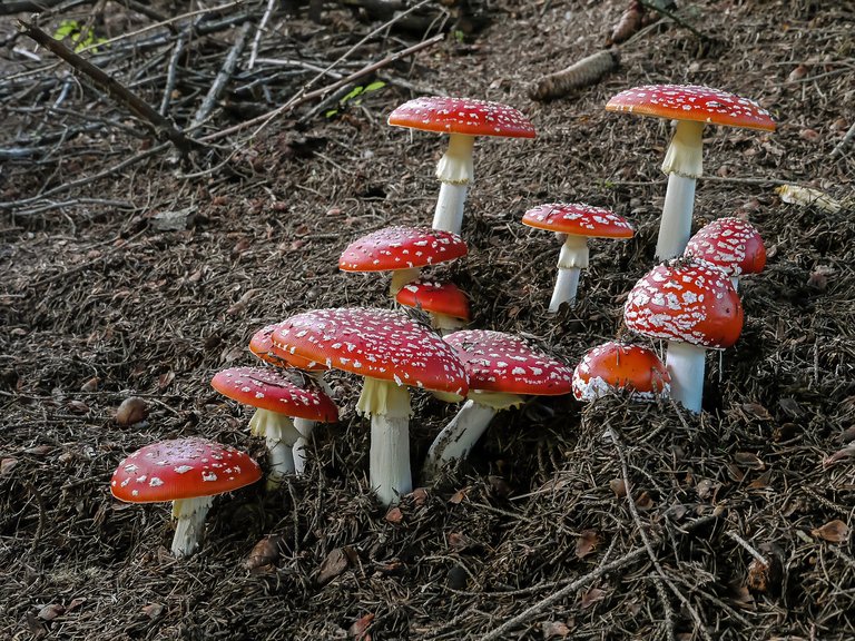 amanita-2651702_1920.jpg