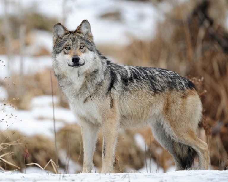 lobo-gris-mexicano-baileyi-del-lupus-de-canis-17616749.jpg