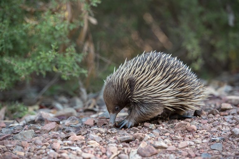 echidna-3289503_960_720.jpg