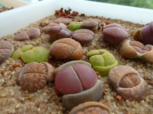 lithops-succulent-300x225.jpg