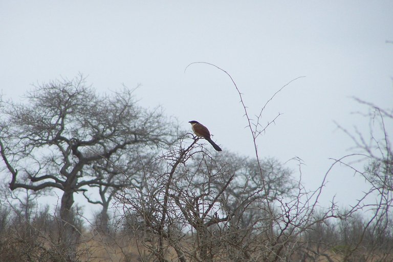 KNP Satara-Lower Sabi 2009 011.JPG