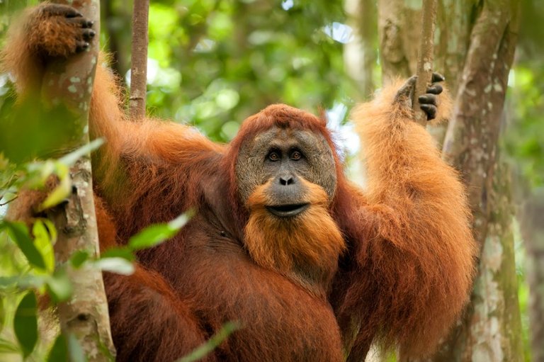 orangutan-foto.jpg