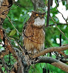 220px-Brown_Fish_Owl;_Ketupa_zeylonensis.jpg