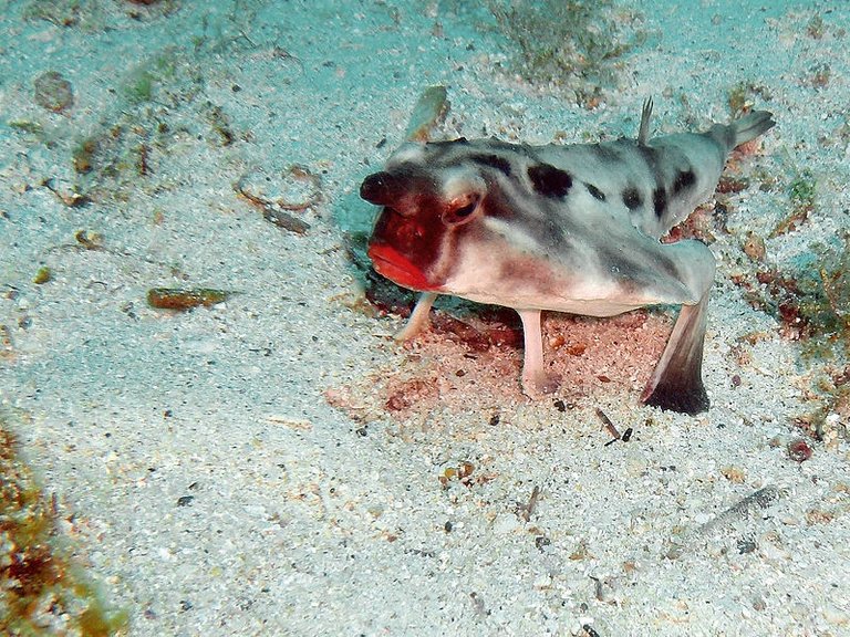 Red-lipped_Bat_fish.jpg