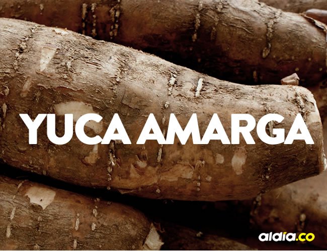 YUCA AMARGA 3.jpg