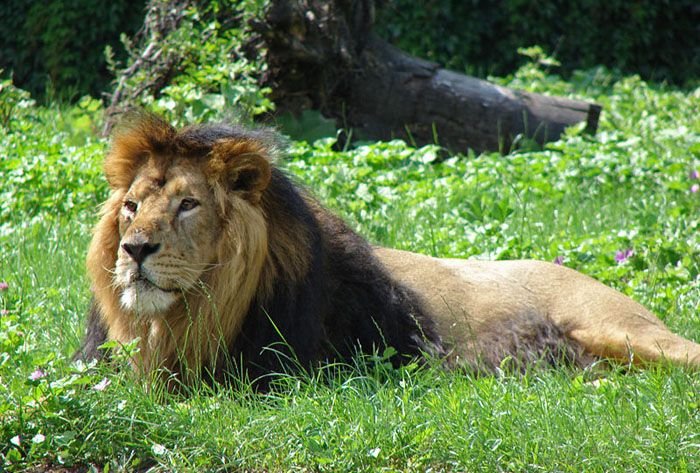 Asiatic-Lion-Panthera-leo-persica.jpg