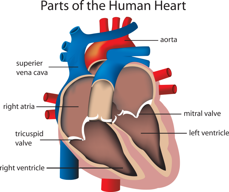 human_system_circulatory_6069.png