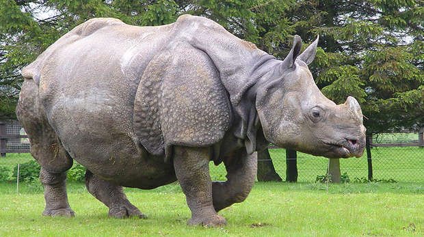 Asian-rhino.jpg