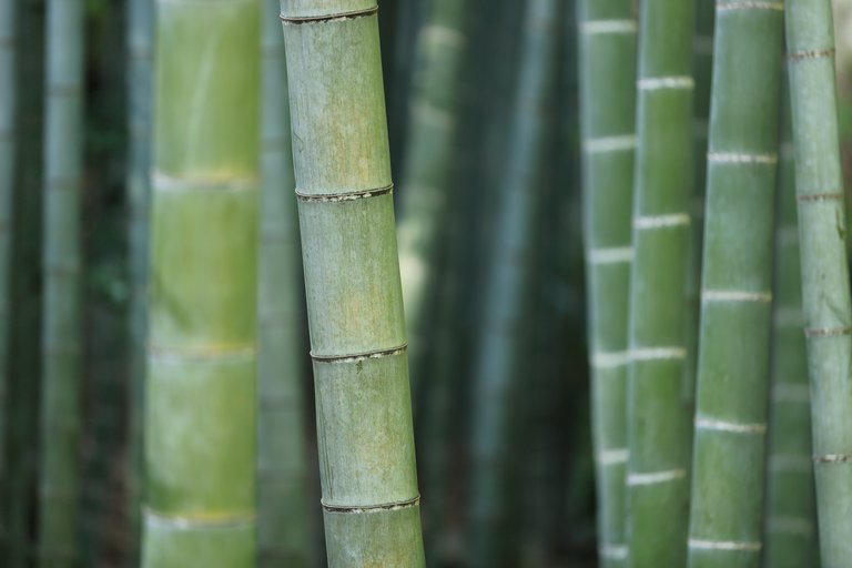 bamboo - Photo by kazuend on Unsplash.jpg