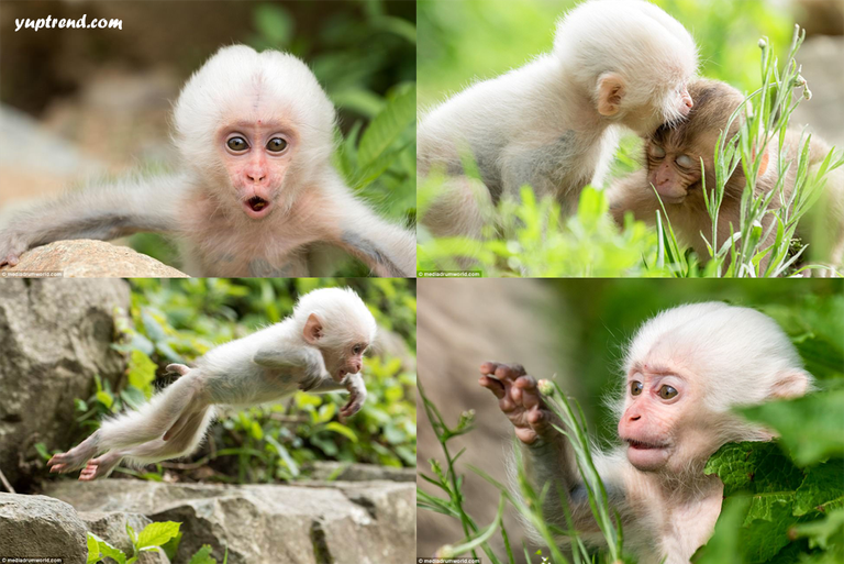 Pure--White-Monkey-Jigokudani-Monkey-Park-from-tokyo,-Japan.png