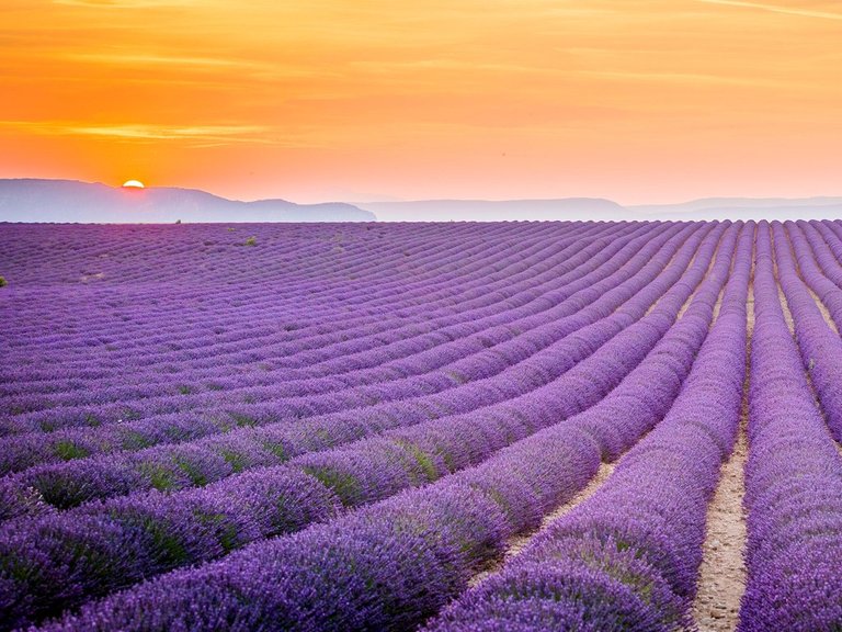 lavender-field-provence-cr-alamy.jpg