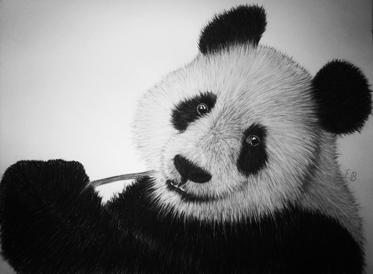 panda_charcoal_drawing_by_edgarsart-d7nlzch.jpg