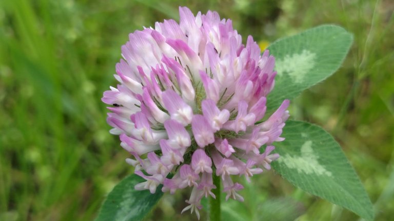 Clover Flower 2.jpg