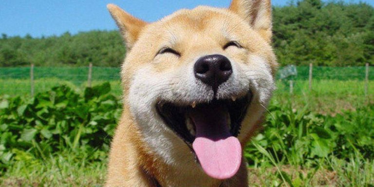 dog happiness.jpg