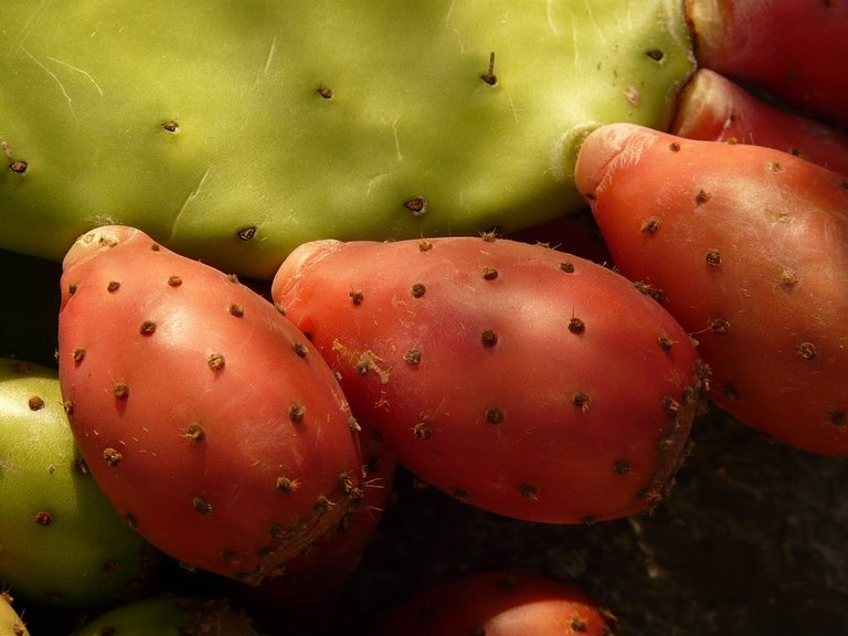 prickly-pear-9384_960_720.jpg