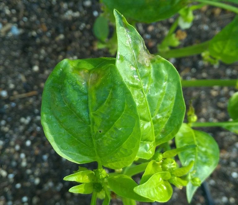 Bacterial Leaf Spot - watersoaked spot on pepper leaf.jpg