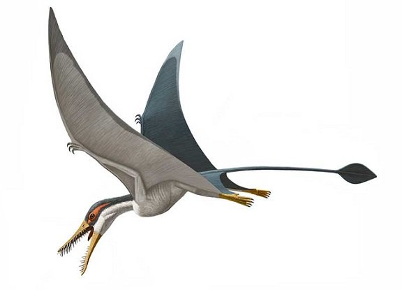 rhamphorhynchus-muensteri-pterosaur-2014.jpg