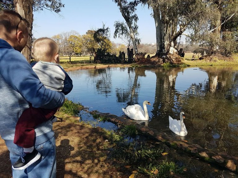 Aidan-Meets-Swans.jpg