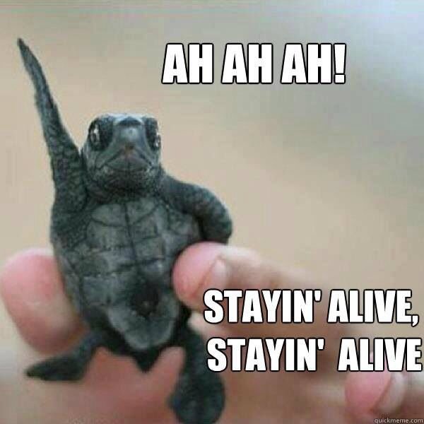 stayn alive.jpg