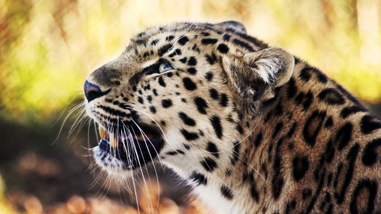 leopard_1080p-1920x1080.jpg