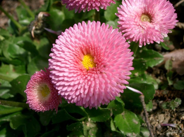 Bellis_perennis2.jpg