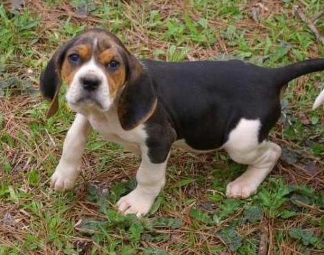 american_coonhound2.jpg