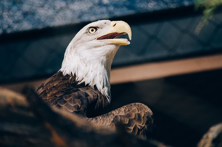 eagle-1246681__480.jpg