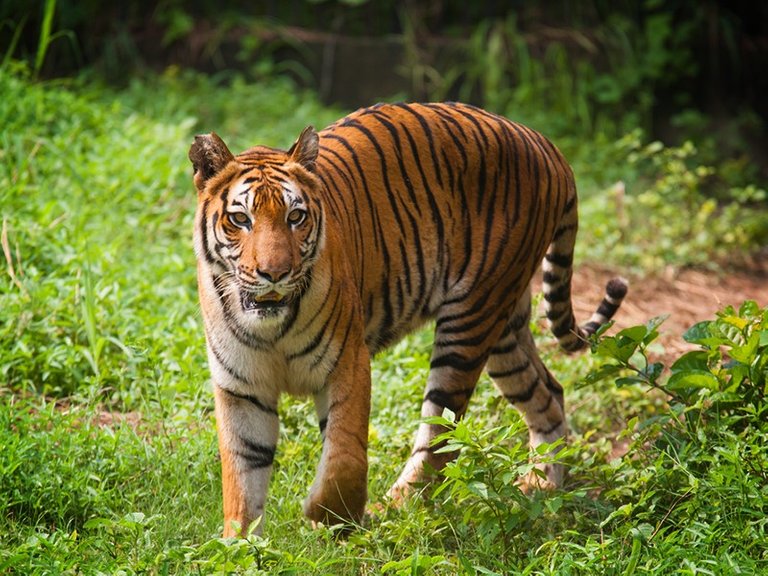 bengal-tiger-Sundarbans_shutterstock_spot-h.jpg