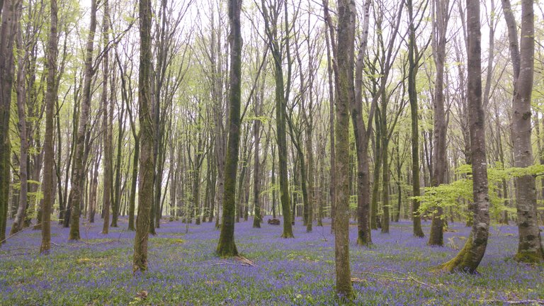 BlueBells_Ireland.jpg