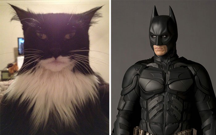 cat-looks-like-other-thing-lookalikes-celebrities-48__700.jpg