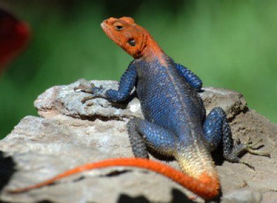 agama-lizard-habitat.jpg