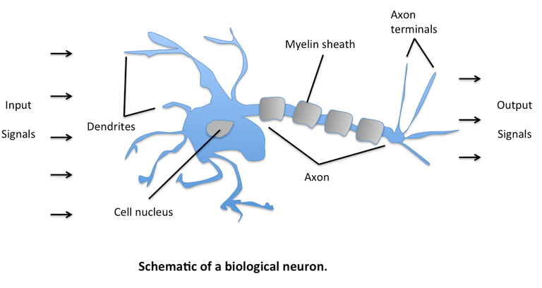 perceptron_neuron.png