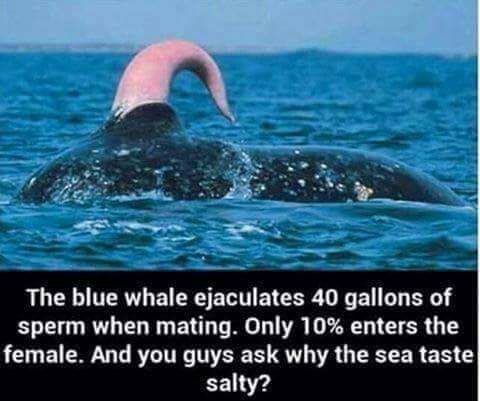 whalecumm.jpg