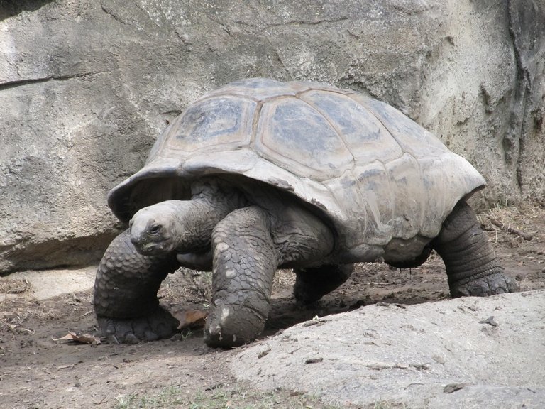 giant-tortoise-reptile-shell-walking-162307.jpeg