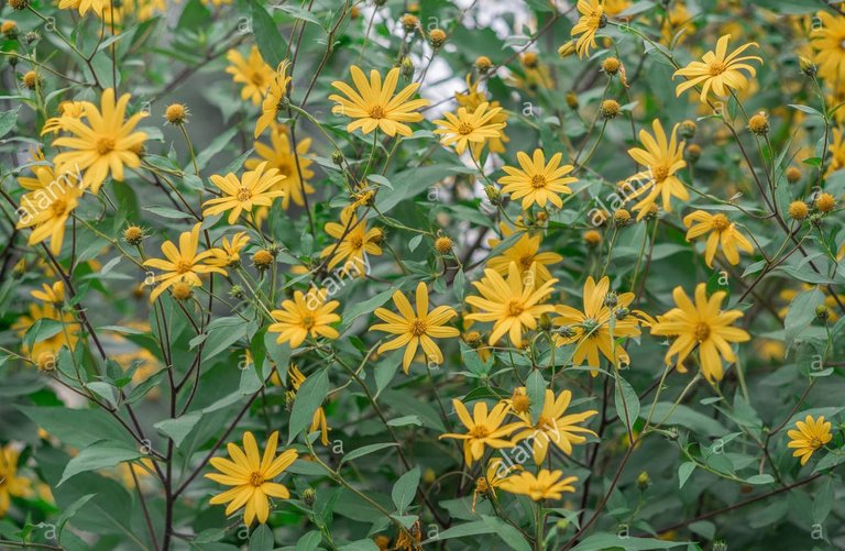 jerusalem-artichoke-helianthus-tuberosus-flowers-sunroot-sunchoke-F3117J.jpg