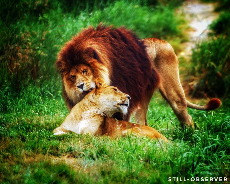 zoo lions cleaning.jpg