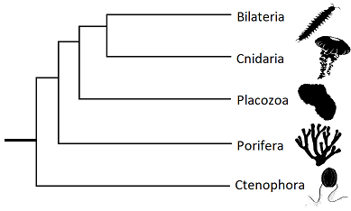 Ctenohora sister.png