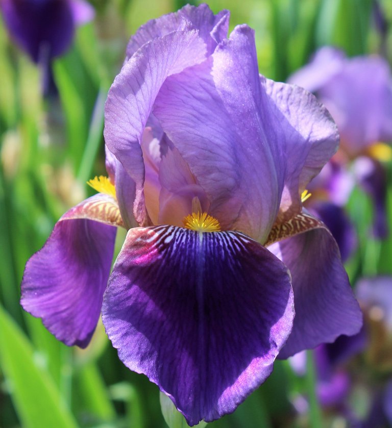 iris blue.jpg