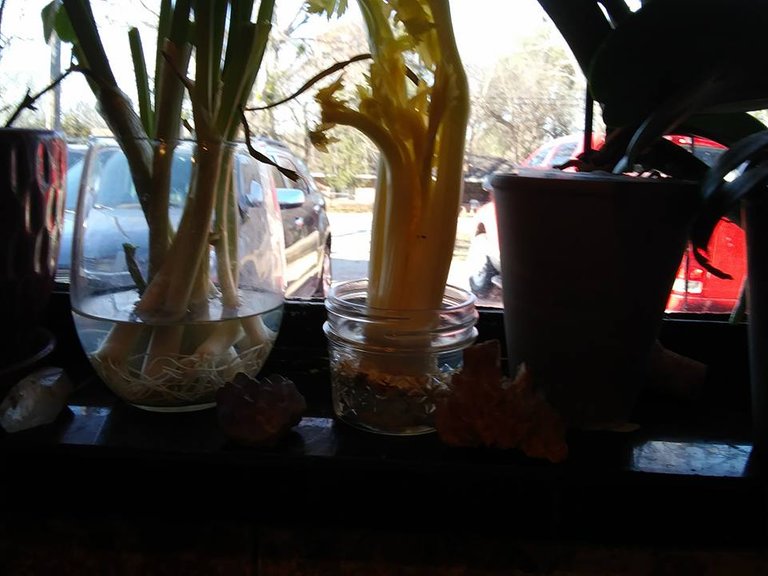 reclaim garden 2018 celery in water.jpg