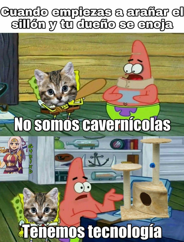 gatos.jpeg