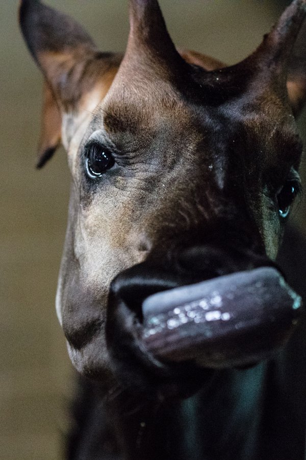 Okapi tongue.jpg