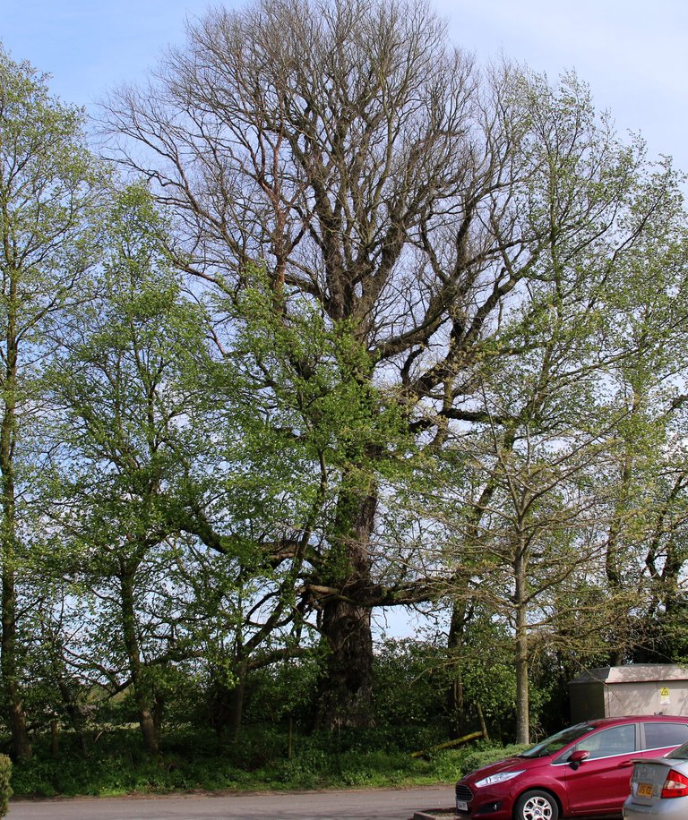 british oak.jpg