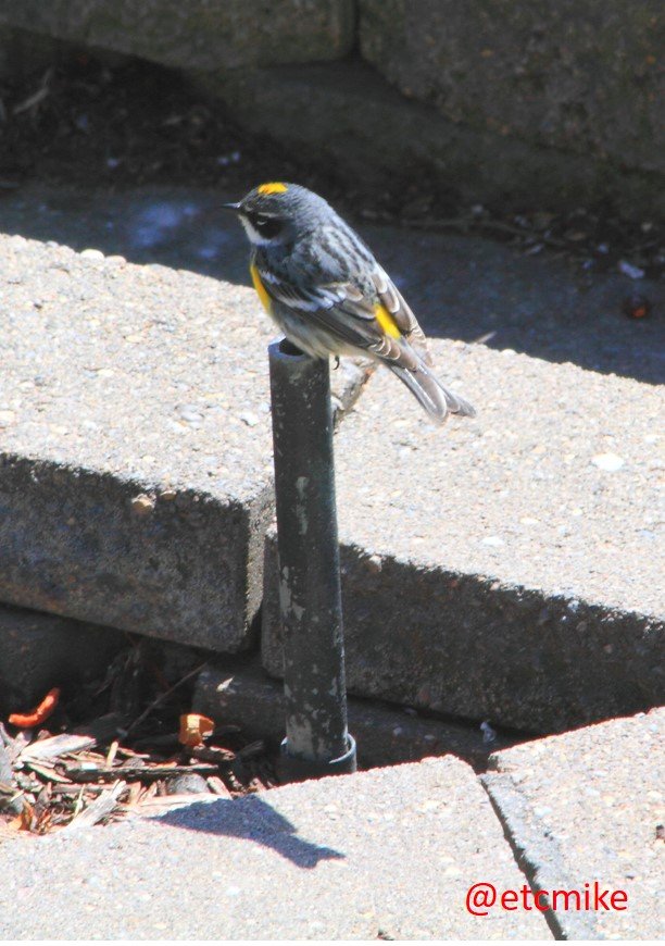 Yellow-rumped-warbler-Apr16-03-79.JPG